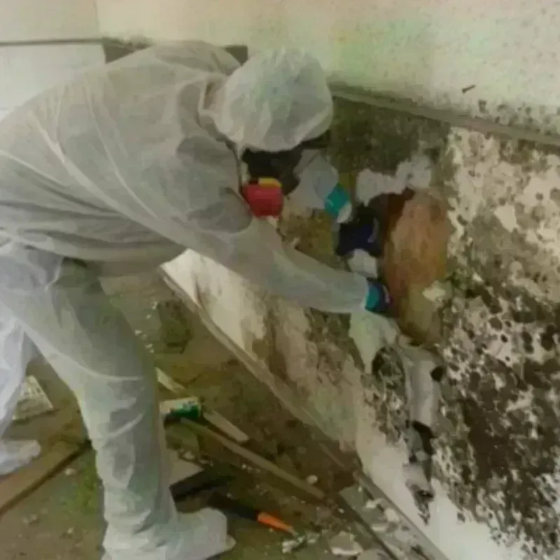 Mold Remediation and Removal in Hamilton County, FL